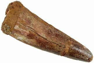 Fossil Spinosaurus Tooth - Real Dinosaur Tooth #230735