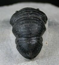 Smooth Shelled Wenndorfia Trilobite - #13943