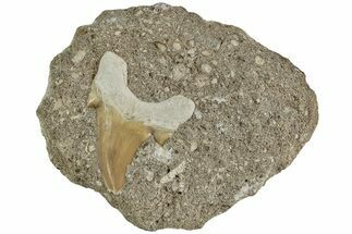 Otodus Shark Tooth Fossil in Rock - Morocco #230936
