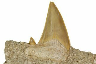 Otodus Shark Tooth Fossil in Rock - Morocco #230938