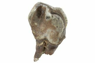 Fossil Woolly Rhino (Coelodonta) Tooth - Siberia #231019