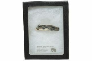 Mammoth Molar Slice with Case - South Carolina #230953
