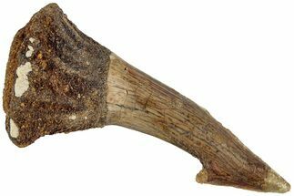 Fossil Sawfish (Onchopristis) Rostral Barb - Morocco #230989