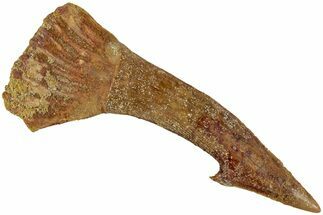 Fossil Sawfish (Onchopristis) Rostral Barb - Morocco #230991