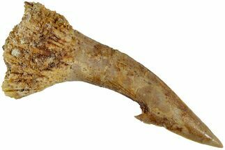 Fossil Sawfish (Onchopristis) Rostral Barb - Morocco #231005