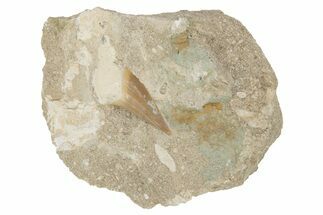 Otodus Shark Tooth Fossil in Rock - Eocene #230897
