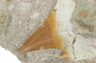 Otodus Shark Tooth Fossil in Rock - Eocene #230901