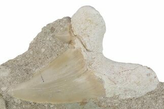 Otodus Shark Tooth Fossil in Rock - Eocene #230909