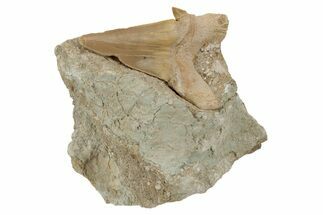 Otodus Shark Tooth Fossil in Rock - Eocene #230912