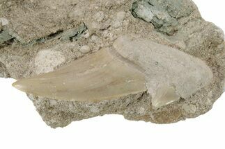 Otodus Shark Tooth Fossil in Rock - Eocene #230913