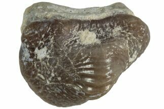 Fossil Crusher Shark (Ptychodus) Tooth - Kansas #218656