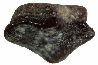 Fossil Crusher Shark (Ptychodus) Tooth - Kansas #218674
