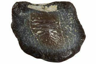 Fossil Crusher Shark (Ptychodus) Tooth - Kansas #218686