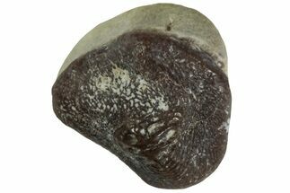 Fossil Crusher Shark (Ptychodus) Tooth - Kansas #218690