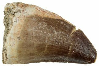Fossil Mosasaur (Prognathodon) Tooth - Morocco #226672