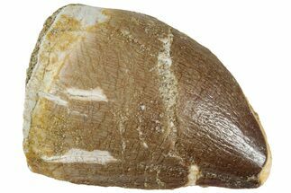 Fossil Mosasaur (Prognathodon) Tooth - Morocco #226678