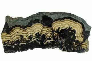 Polished Schalenblende Slice - Poland #228200