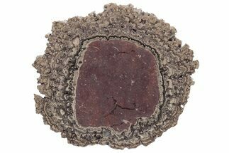 Polished, Cretaceous, Oncolite Stromatolite Fossil - Mexico #231382