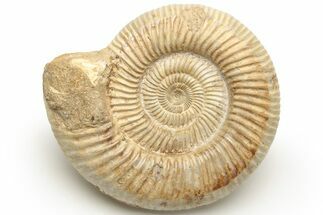 Jurassic Ammonite (Perisphinctes) - Madagascar #227588