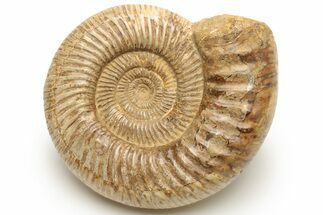 Jurassic Ammonite (Perisphinctes) - Madagascar #227590
