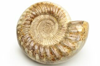 Jurassic Ammonite (Perisphinctes) - Madagascar #227592