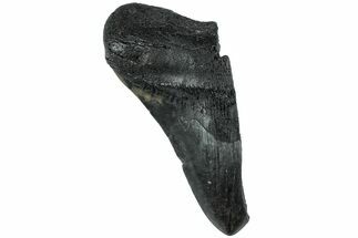 Partial Megalodon Tooth - South Carolina #226767