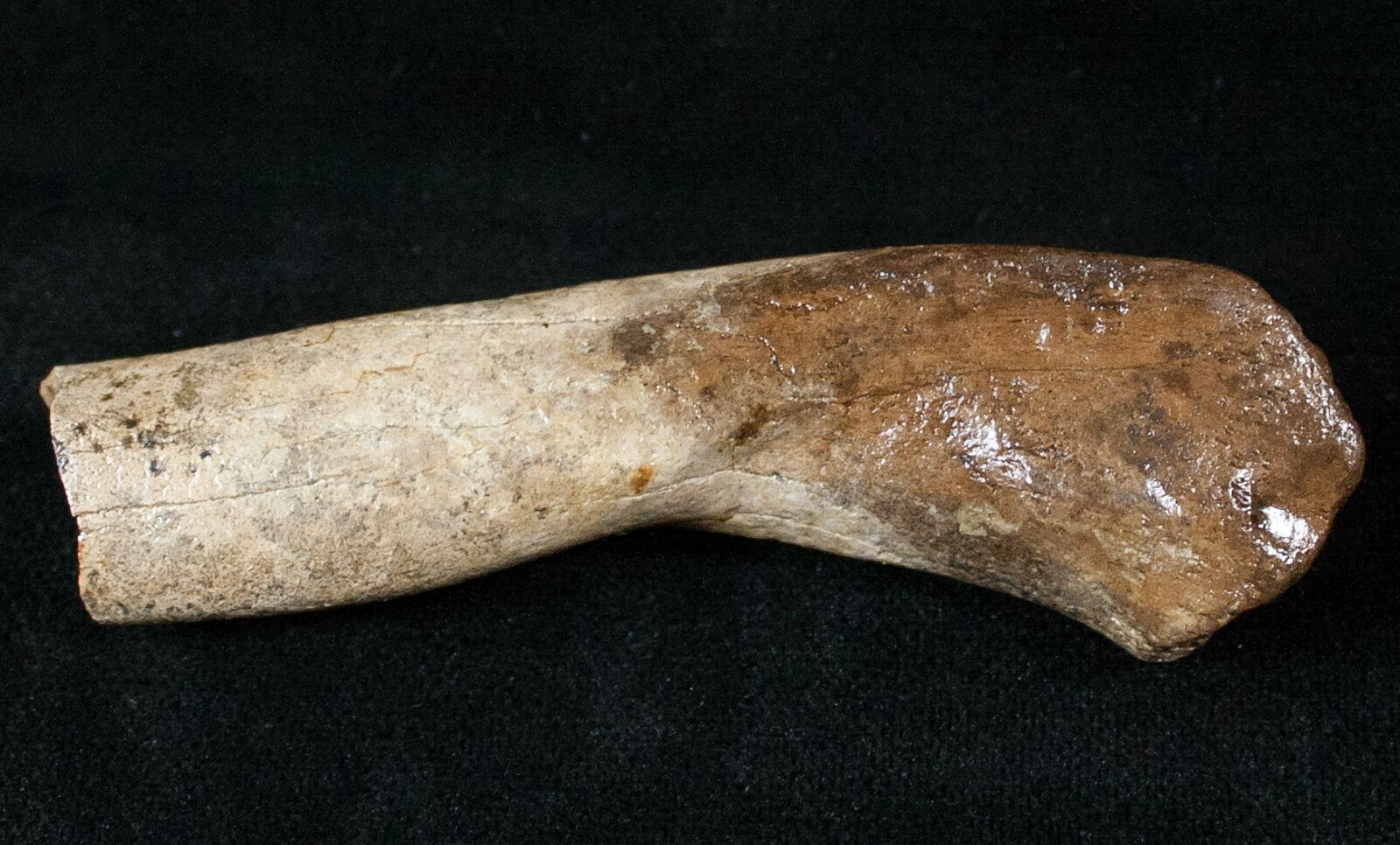 genuine dinosaur bone