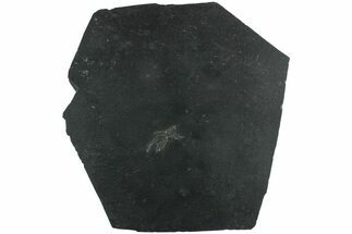 Pyritized Sea Star (Bundenbachia) Fossil - Bundenbach, Germany #231557
