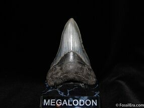 Dagger Shaped Inch Megalodon Tooth #64