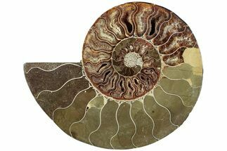Bargain, Cut & Polished Ammonite Fossil (Half) - Madagascar #230064