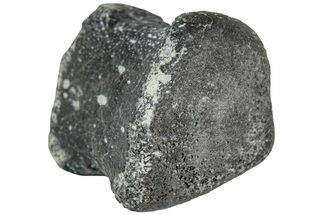 Juvenile Hadrosaur (Maiasaura) Phalanx Bone - Montana #231610