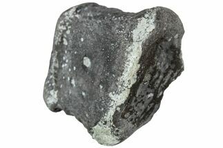 Juvenile Hadrosaur (Maiasaura) Phalanx Bone - Montana #231625