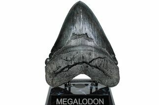 Serrated, Fossil Megalodon Tooth - Massive Meg Tooth #231750