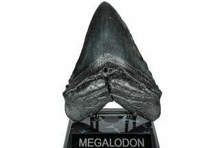 Fossil Megalodon Tooth - Massive SC Meg #231752