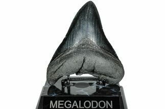 Serrated, Fossil Megalodon Tooth - South Carolina #231773