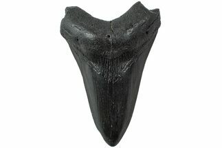 Fossil Megalodon Tooth - South Carolina #231777