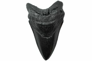 Serrated, Fossil Megalodon Tooth - South Carolina #231778