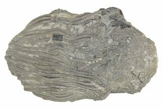 Fossil Crinoid (Platycrinites) - Monroe County, Indiana #231976