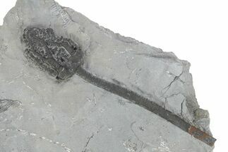 Fossil Crinoid (Nipterocrinus) - Monroe County, Indiana #231984