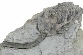 Fossil Crinoid (Pellecrinus) - Monroe County, Indiana #231992
