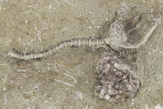 Fossil Crinoid (Dizygocrinus) - Warsaw Formation, Illinois #231995