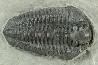 Calymene Niagarensis Trilobite Fossil - New York #232053