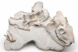 Fossil Oreodont (Merycoidodon) Skull with Associated Bones #232219