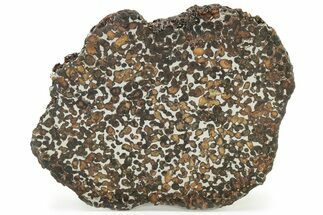 Polished Sericho Pallasite Meteorite (g) - Kenya #232275