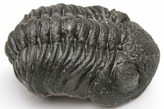 Morocops Trilobite - Morocco #224350
