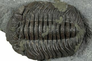 Long Eldredgeops Trilobite Fossil - Silica Shale, Ohio #232229