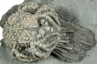 Fossil Crinoid (Platycrinites) - Indiana #232240