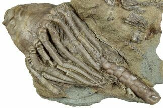 Fossil Crinoid (Macrocrinus) - Indiana #232241