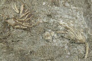 Fossil Crinoid (Cercidocrinus) Plate - Gilmore City, Iowa #232260