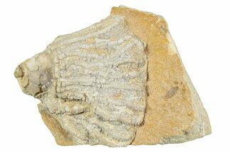 Fossil Crinoid (Eretmocrinus) - Gilmore City, Iowa #232267
